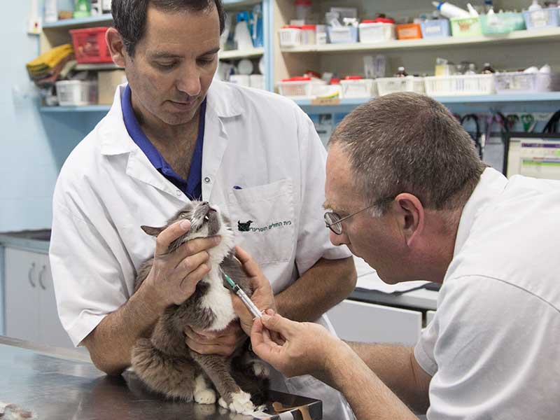 תוכנית חיסונים לגורי חתולים