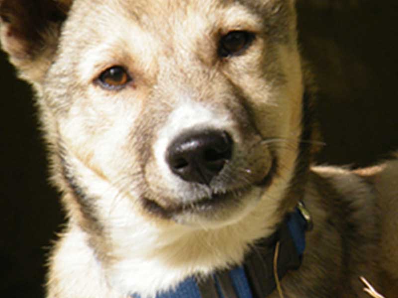 תוכנית חיסונים לגורי כלבים