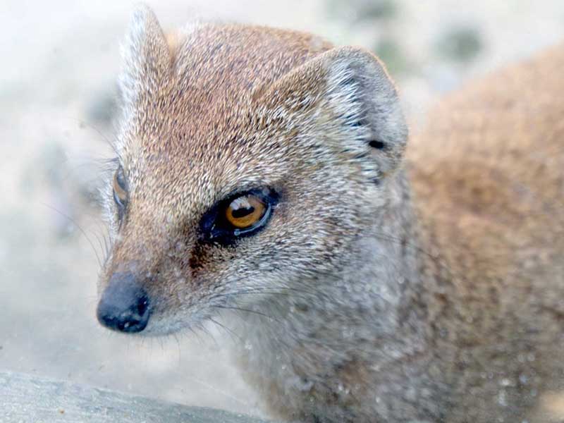 טיפול שגרתי בחיות אקזוטיות