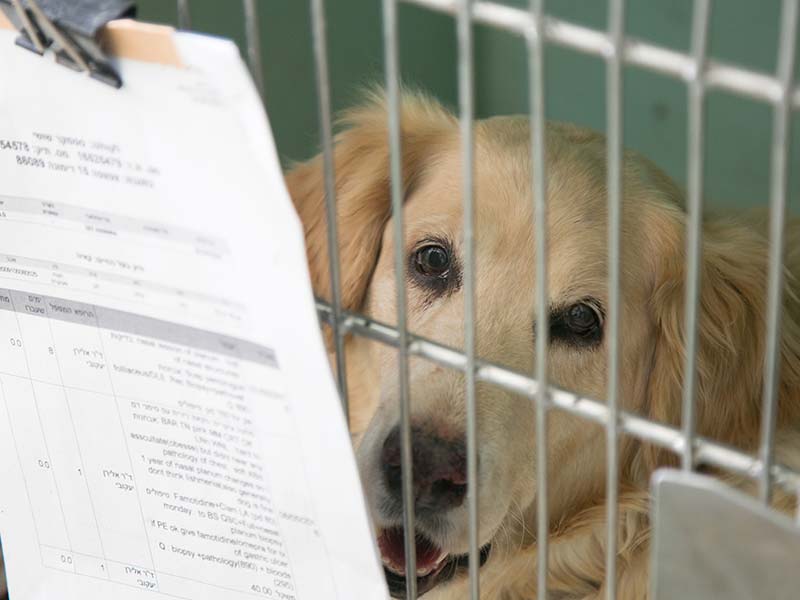 עיקור כלבות