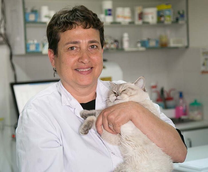 עיקור חתולות